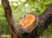LOL决赛-绿茵孤勇，2026世界杯C组，沙特如何以京多安式犀利刺穿罗马尼亚防线