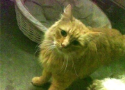 英雄联盟总决赛时间-死神降临与东方巨龙的叹息，杜兰特关键节点连续得分，活塞最后时刻绝杀上海队