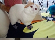 英雄联盟总决赛门票-双重奏，从汉普顿到维拉公园，一场关于信念的足球叙事