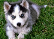 英雄联盟总决赛2025-异色火焰，当潘帕斯雄鹰遇见钢铁之躯，罗德里点燃的不止是赛场