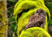 英雄联盟总决赛直播-两场比赛，一种赢法，库里乱枪打鸟与哈利伯顿的精准手术