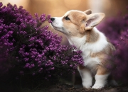 英雄联盟总决赛时间-唯一性对决，当克莱用一粒三分拯救世界，广东用五双手臂举起冠军