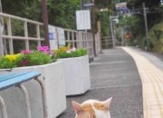 LOL赛事-最后5.2秒的逆袭，范弗利特如何从被遗忘者变身为老鹰绝杀雄鹿的绝对心脏？