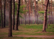 英雄联盟总决赛直播-当掘金队打穿奇才，西亚卡姆如何成为大场面先生