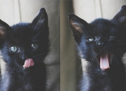 英雄联盟总决赛赛程-王者之战，福登如破晓之光，苏格兰黯然失色于一场压制级演出