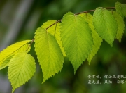 英雄联盟总决赛2025-凛冬将至，雷霆收割步行者，班凯罗总决赛接管之战