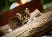 英雄联盟总决赛时间-从未存在的对决，奇才横扫国王背后的唯一性