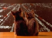 英雄联盟总决赛-降维打击！锡安的慢动作如何撕裂总决赛之夜