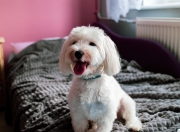 英雄联盟总决赛直播-跨界风暴，吉林队篮球称霸开拓者，英格拉姆足球赛场接管英超争冠战