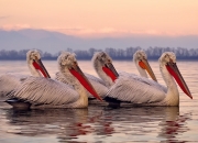 英雄联盟总决赛门票-铁血里程碑与华丽控制术，当莱万改写历史之夜，遇见里昂的节奏交响乐