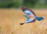 -绿茵场上的篮球幽灵，欧冠决赛之夜，哈登如何用后撤步撕裂足坛最强防线