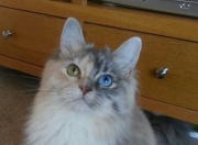 LOL决赛-绝境中的孤影，瑞典加时险胜智利，罗德里如何化身神灯照亮全队？