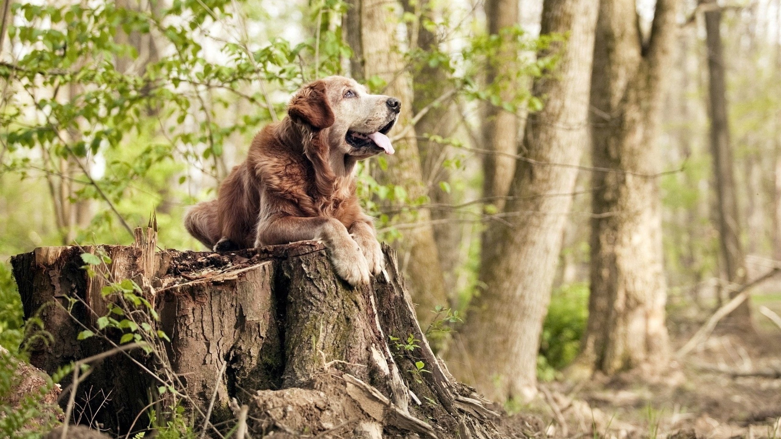 东决焦点战,骑士横扫国王,强势晋级总决赛