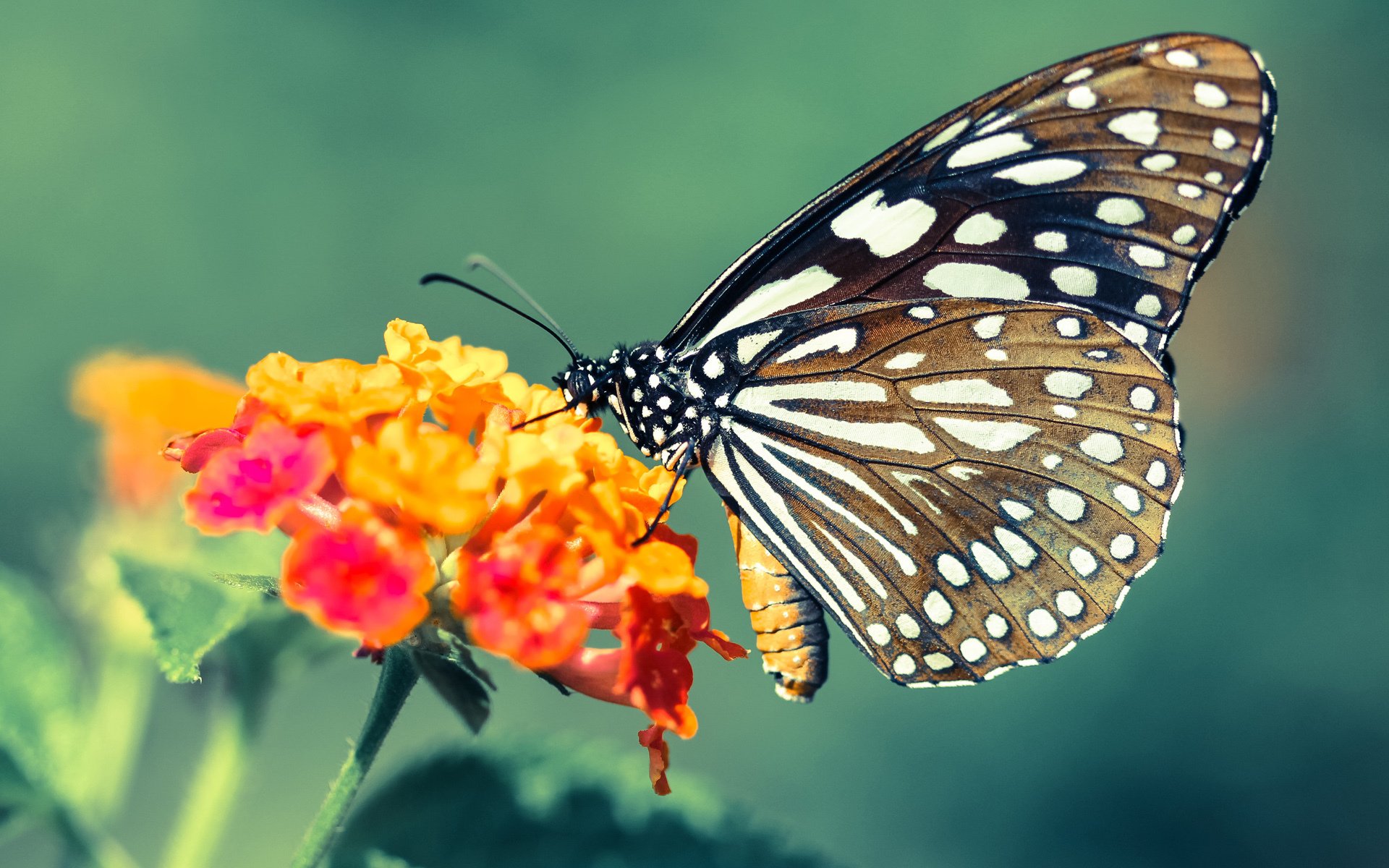 平行宇宙!世界杯赛场惊现快船队,科尔,他们踢的是篮球规则