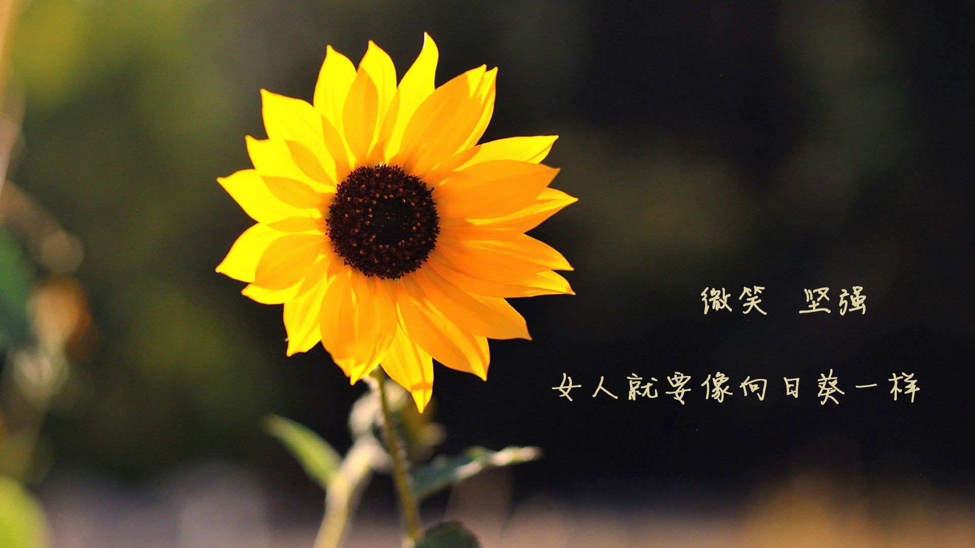 黑马嘶鸣,莫兰特三秒绝杀,森林狼踏碎魔术晋级路