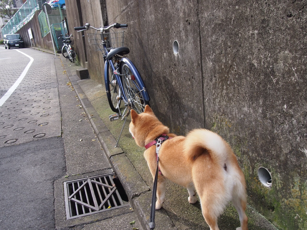 团队巨兽vs孤胆诗篇,掘金制霸棋盘,欧文落下惊世劫材