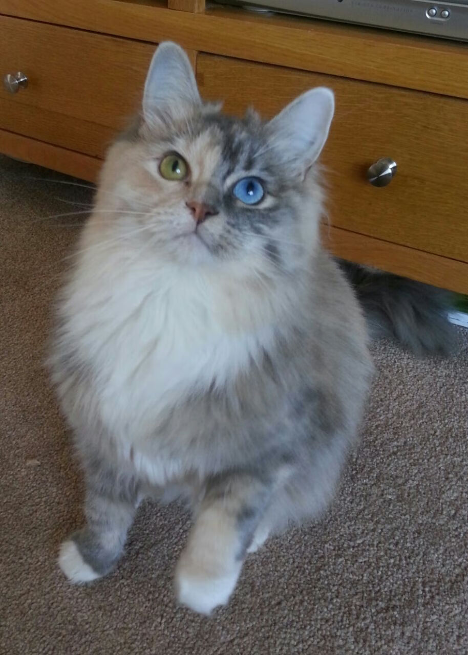 西决生死战之夜，马丁内利化身赤色彗星，防守者的火焰地狱