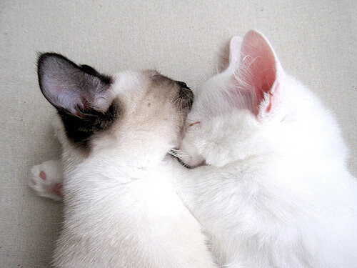 绿荫复仇记,无名小卒凯塞多爆发,阿根廷巨人淘汰国际米兰