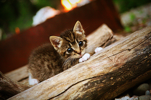 从未存在的对决,奇才横扫国王背后的唯一性