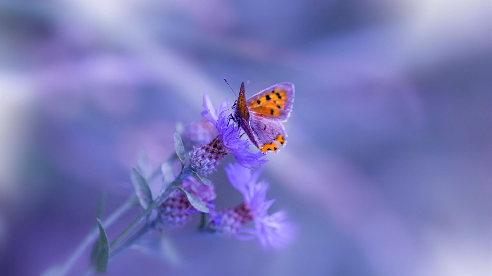 非洲大陆的历史性一刻!戈麦斯手术刀般切割,加纳强势攻克北欧堡垒芬兰