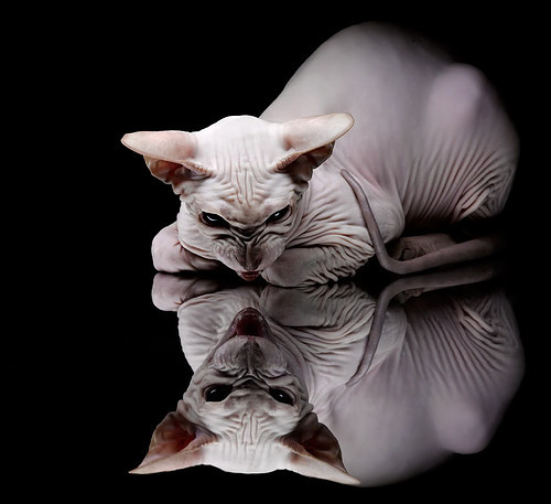 当死神挥起螫针,杜兰特化身现代黄蜂,蛰穿西决生死战