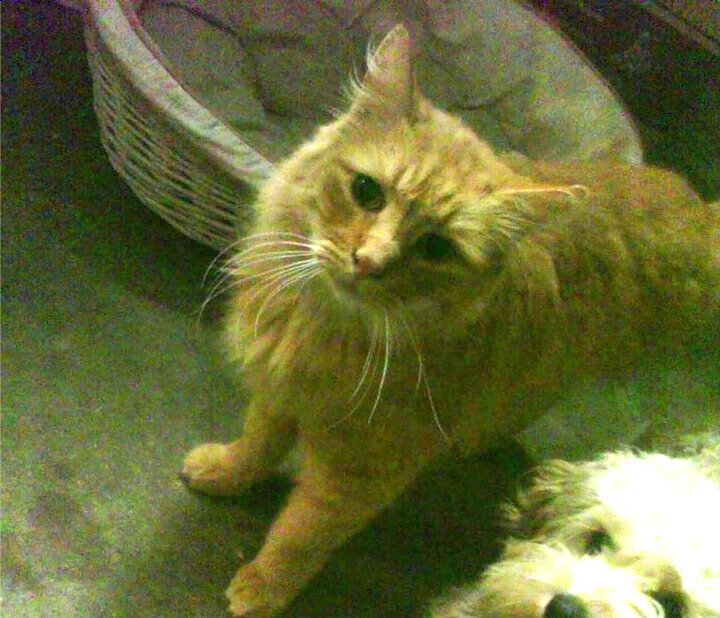 黑马逆袭！安哥拉全面压制多特蒙德，久保建英化身关键先生主宰战局