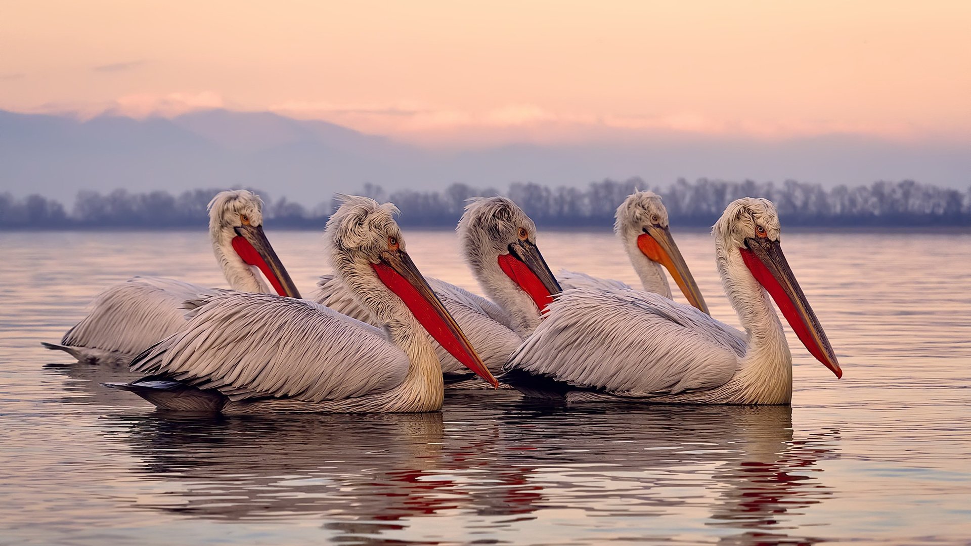 铁血里程碑与华丽控制术，当莱万改写历史之夜，遇见里昂的节奏交响乐