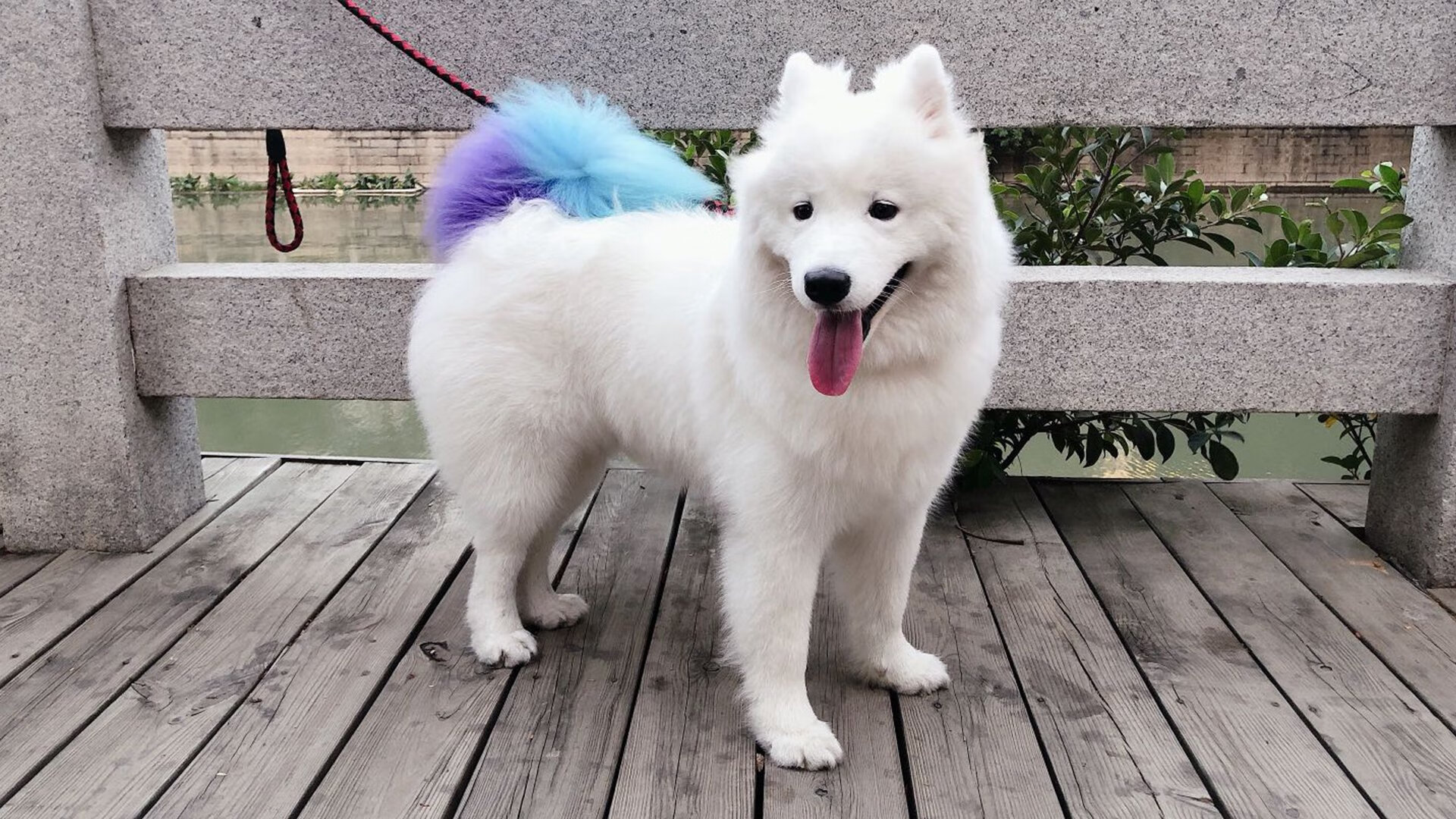 寂静海上的孤舟，当皇家社会全队的重量压在戈麦斯肩上