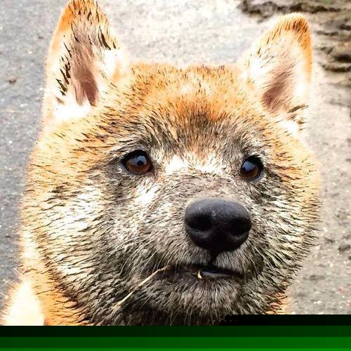 欧冠淘汰赛的南美风暴，特奥与乌拉圭双星联手主宰，米兰强势击溃拉齐奥